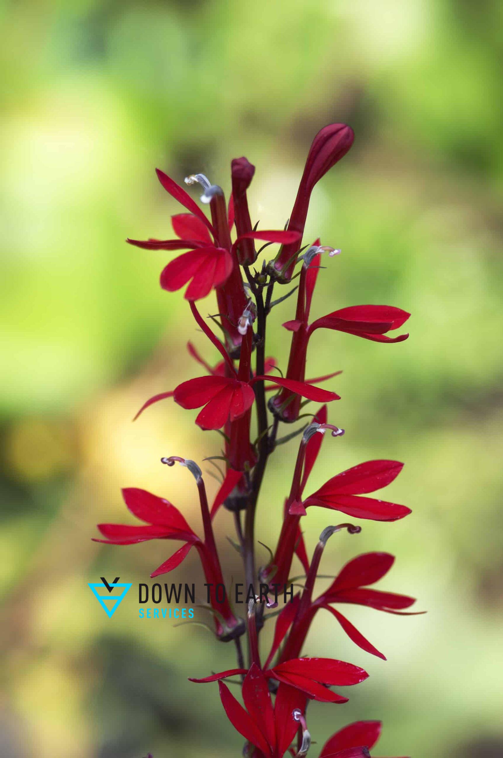 cardinal flower low maintenance plants
